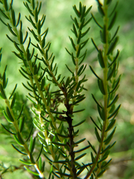 Feuilles et aiguilles de 5 mm groupées par 3 ou 4 et possédant 2 sillons sur leur face inférieure et présentes sur des tiges dressées et ramifiées. Agrandir dans une nouvelle fenêtre (ou onglet)